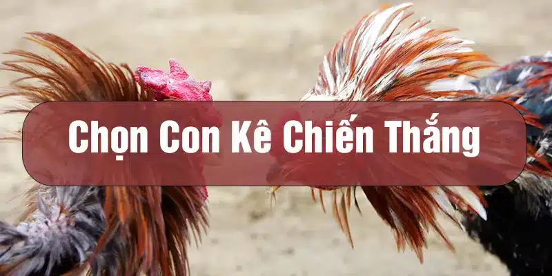 chọn thần kê chiến thắng