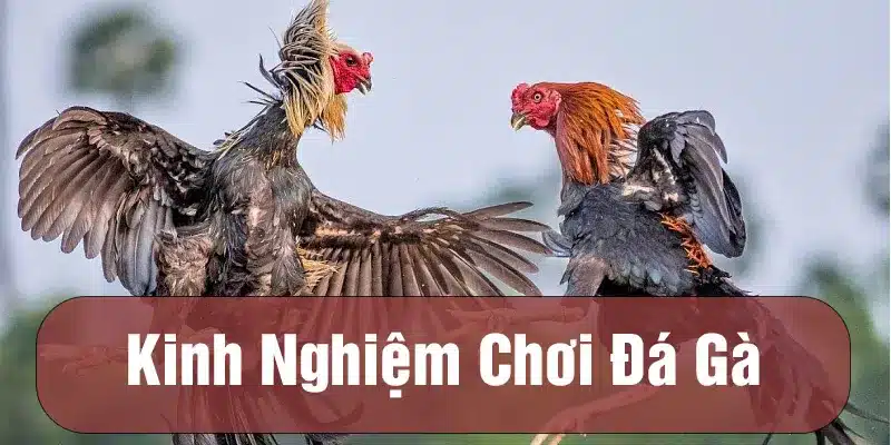 Kinh nghiệm chơi đá gà Thomo mới nhất