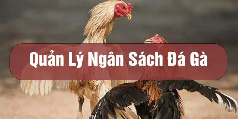 Quản lý ngân sách chơi Đá gà 888