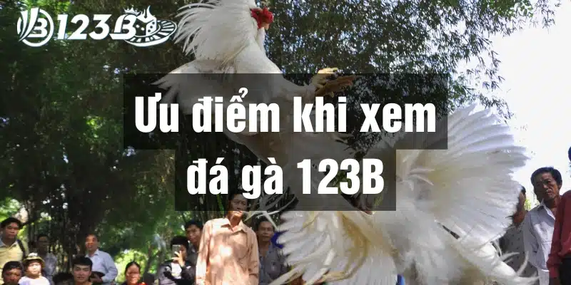 xem đá gà 123b hay