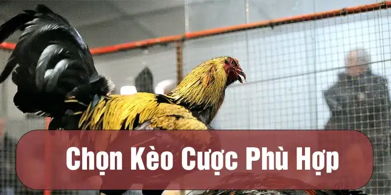 Chọn kèo cược phù hợp khi chơi đá gà Thomo