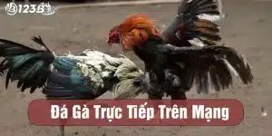 đá gà trực tiếp trên mạng