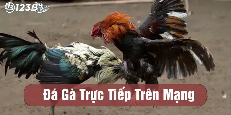 đá gà trực tiếp trên mạng