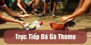 trực tiếp đá gà Thomo