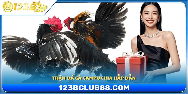 Trận đá gà Campuchia hấp dẫn