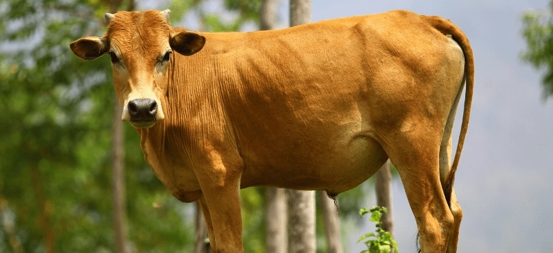 Giải mã nằm mơ thấy đàn bò vàng có ý nghĩa gì?