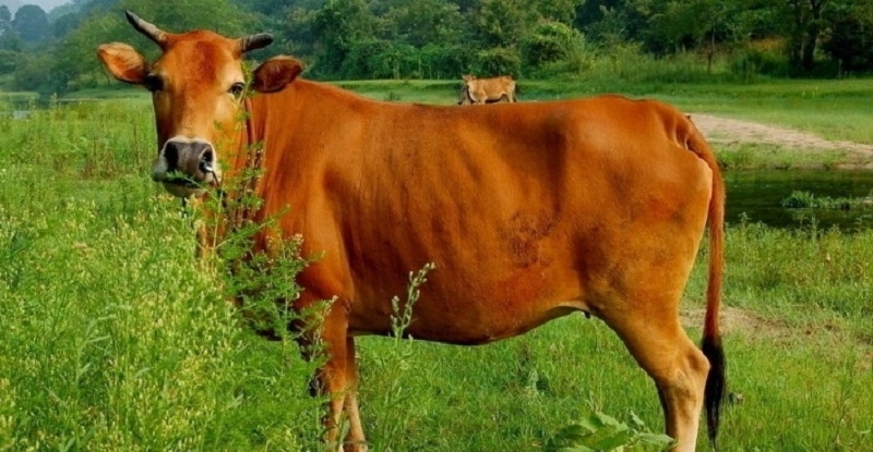 Tìm hiểu ý nghĩa của bò vàng